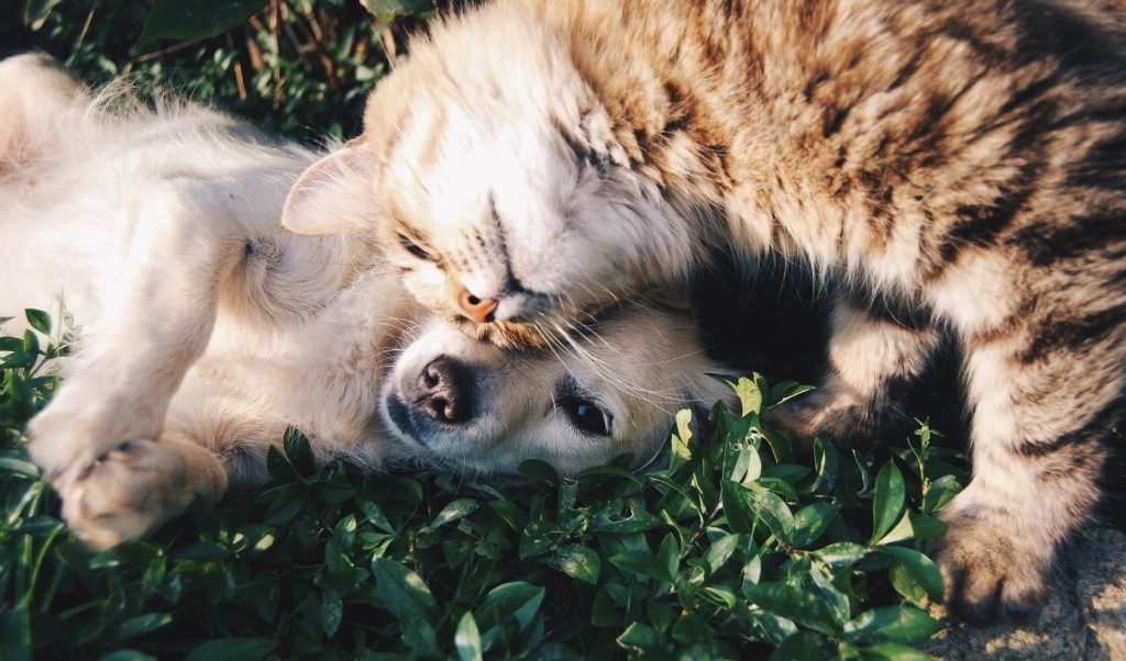 chien-chat-cbd