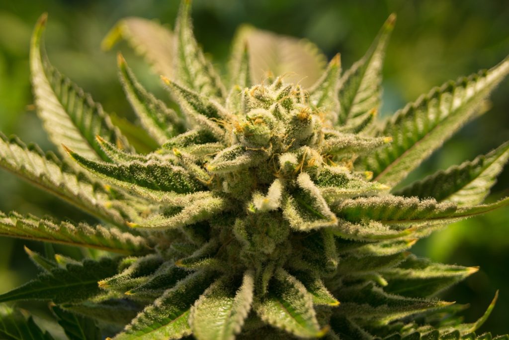 fleur-de-cannabis-dispensaire-du-cbd