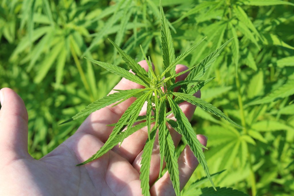 plante-chanvre-dispensaire-du-cbd