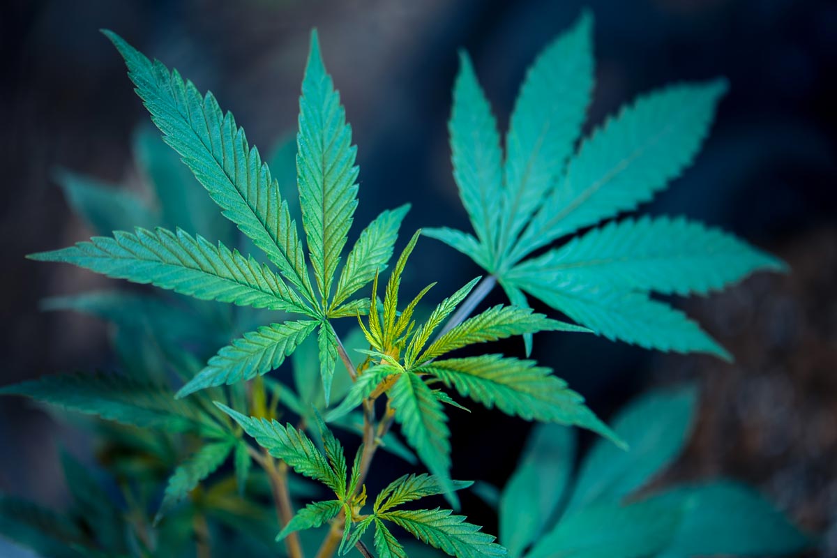 le lexique du cannabis plante