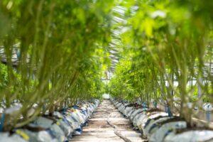 les differences entre cbd indoor outdoor et green house